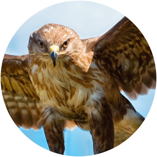 ArcTree HR consulting: eagle circle graphic