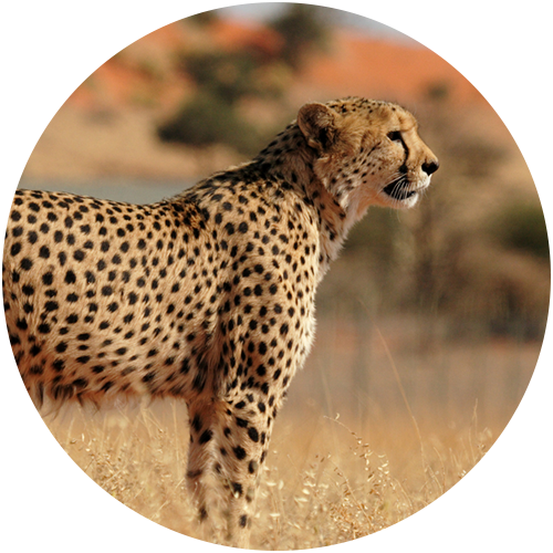 ArcTree HR consulting: cheetah circle graphic