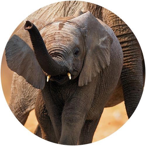 ArcTree HR consulting: elephant circle graphic