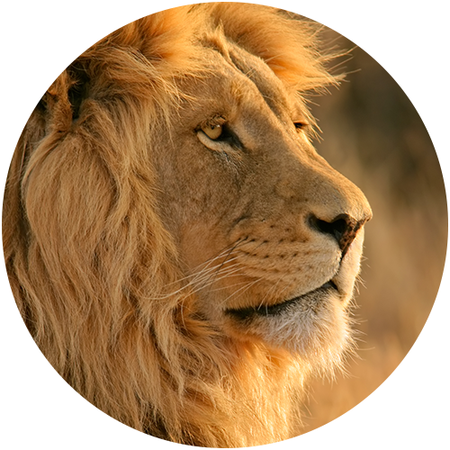 ArcTree HR consulting: lion circle graphic