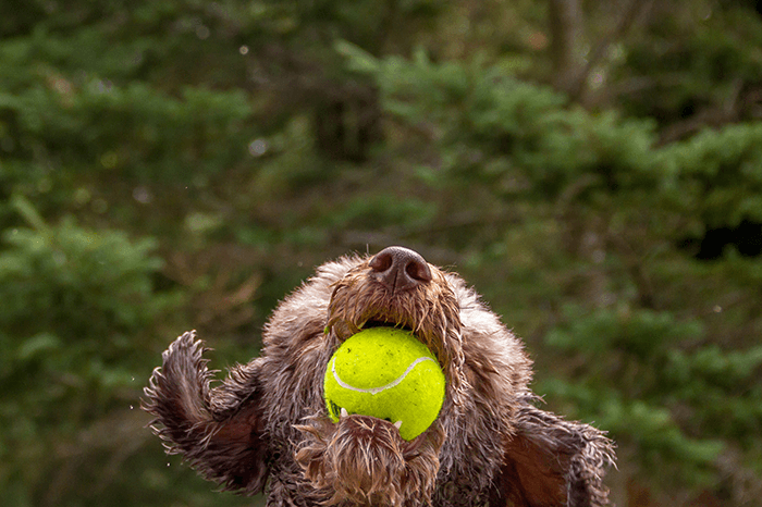 dog with a ball